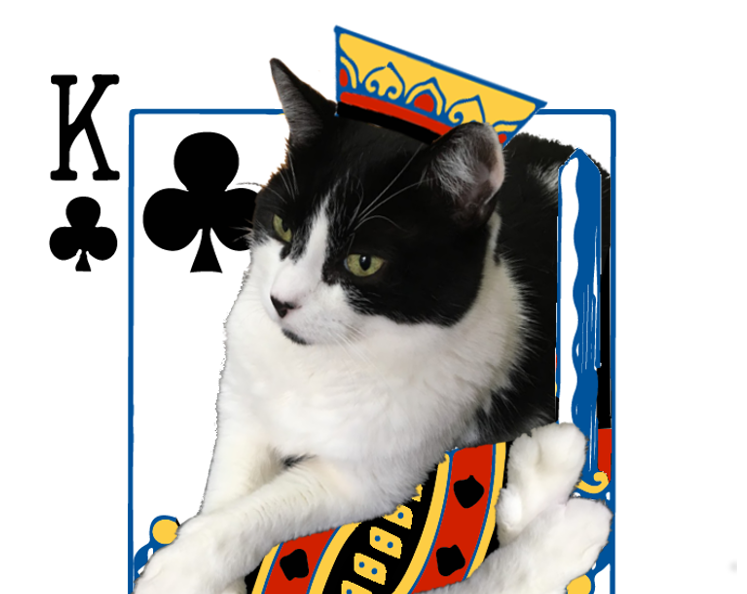 Oli-Cat Cards